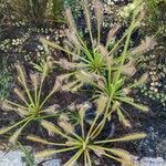 Drosera capensis Habit