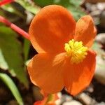 Begonia sutherlandii 花