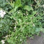 Nicotiana longiflora Habitus