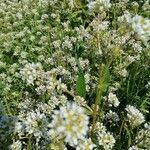 Cochlearia officinalis Квітка