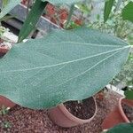 Oreopanax nymphaeifolius Hoja