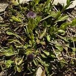 Globularia vulgaris Habitus