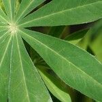 Lupinus polyphyllus Feuille