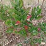 Chenopodium albumHoja