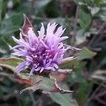 Centaurea nigrescens Blüte