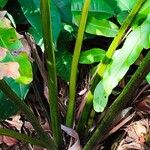 Acrostichum danaeifolium Cortiza