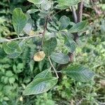 Salix atrocinerea Leaf