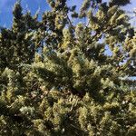 Cupressus arizonica Характер