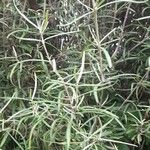 Olearia virgata Hoja
