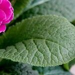 Primula × polyantha Blad