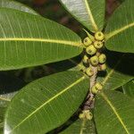 Ficus americana Leaf