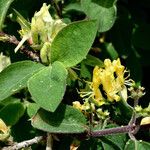 Lonicera xylosteum Other