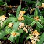 Spergularia rupicola Blomma