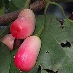 Rourea coccinea Fruit
