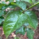 Rosa chinensis Leaf