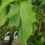 Datura stramoniumFolha