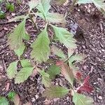 Quercus michauxii Leaf