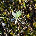 Filago pyramidata Jani