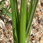 Cyperus esculentus ᱪᱷᱟᱹᱞᱤ