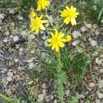 Senecio vernalis Kwiat