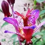 Tricyrtis lasiocarpa Flor