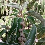 Croton flavens Fruit