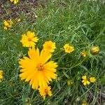 Coreopsis lanceolataÕis