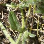 Echium arenarium Leaf