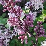 Syringa pubescensКвітка