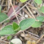 Ruellia prostrata 葉