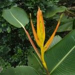 Heliconia latispatha Blüte