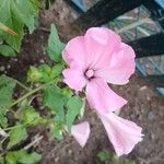 Malva trimestris Flower