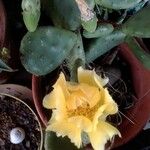 Opuntia dillenii Květ