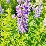 Lupinus nootkatensis 花