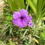 Ruellia simplexBlomst