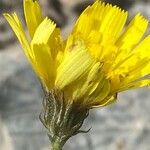 Tolpis staticifolia Bloem