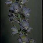 Delphinium hansenii Floare