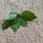 Acalypha indica Blad