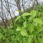 Lonicera caeruleaBlatt