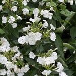 Phlox paniculata Sonstige