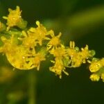 Solidago rugosa Blüte