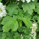 Viburnum acerifolium Blatt