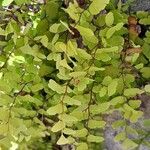 Adiantum capillus-veneris Yaprak