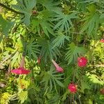 Ipomoea × multifida Flor