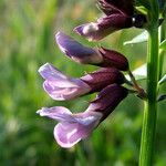 Vicia sepium Kukka