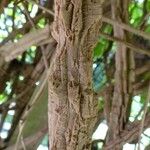 Aristolochia grandiflora 樹皮