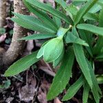 Helleborus dumetorum Blomst