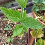 Verbena brasiliensis Leaf