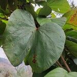 Bauhinia vahlii 葉