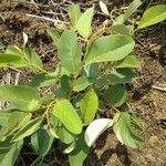 Annona senegalensis Fuelha